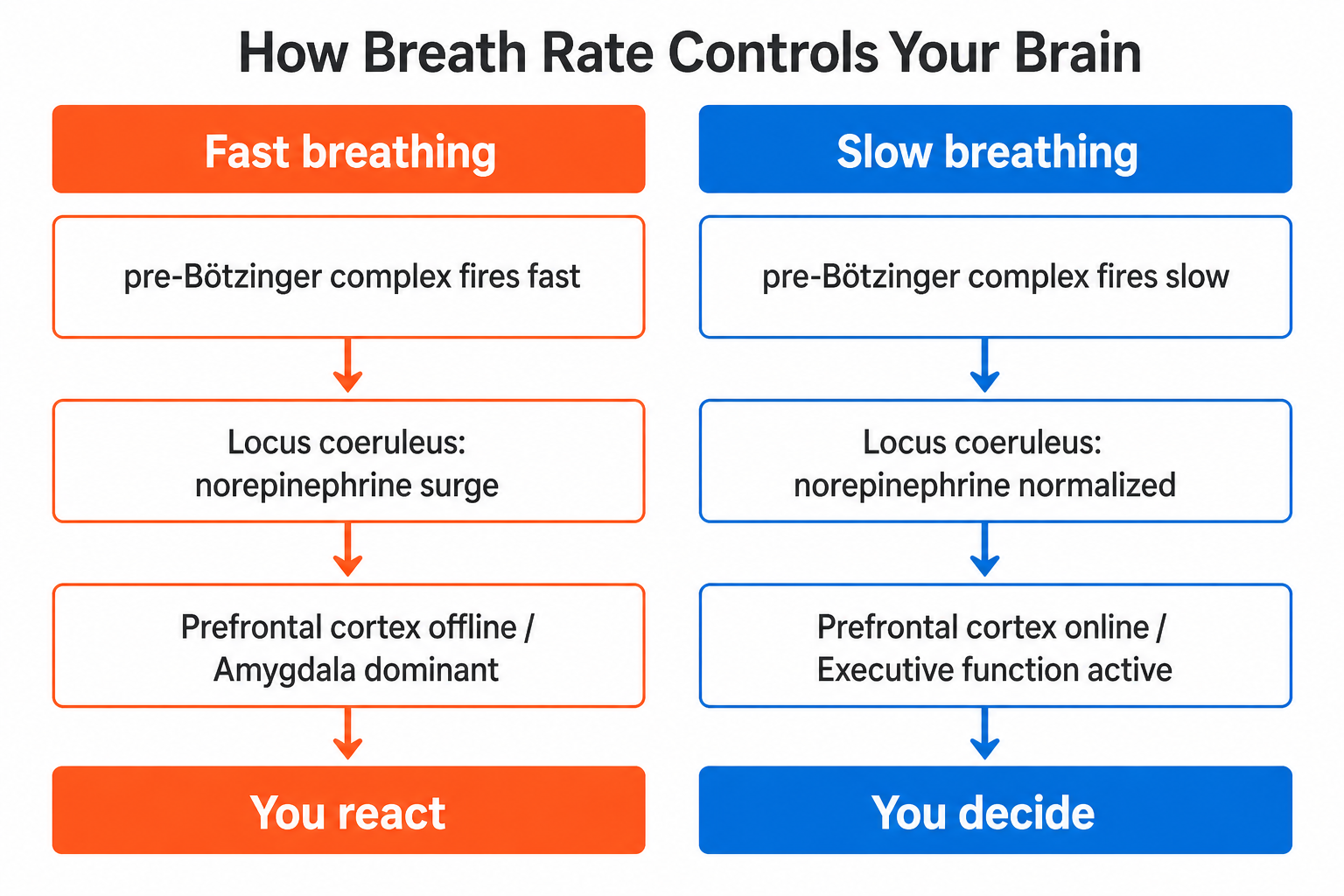 Neural pathway diagram showing how fast versus slow breathing affects prefrontal cortex and amygdala