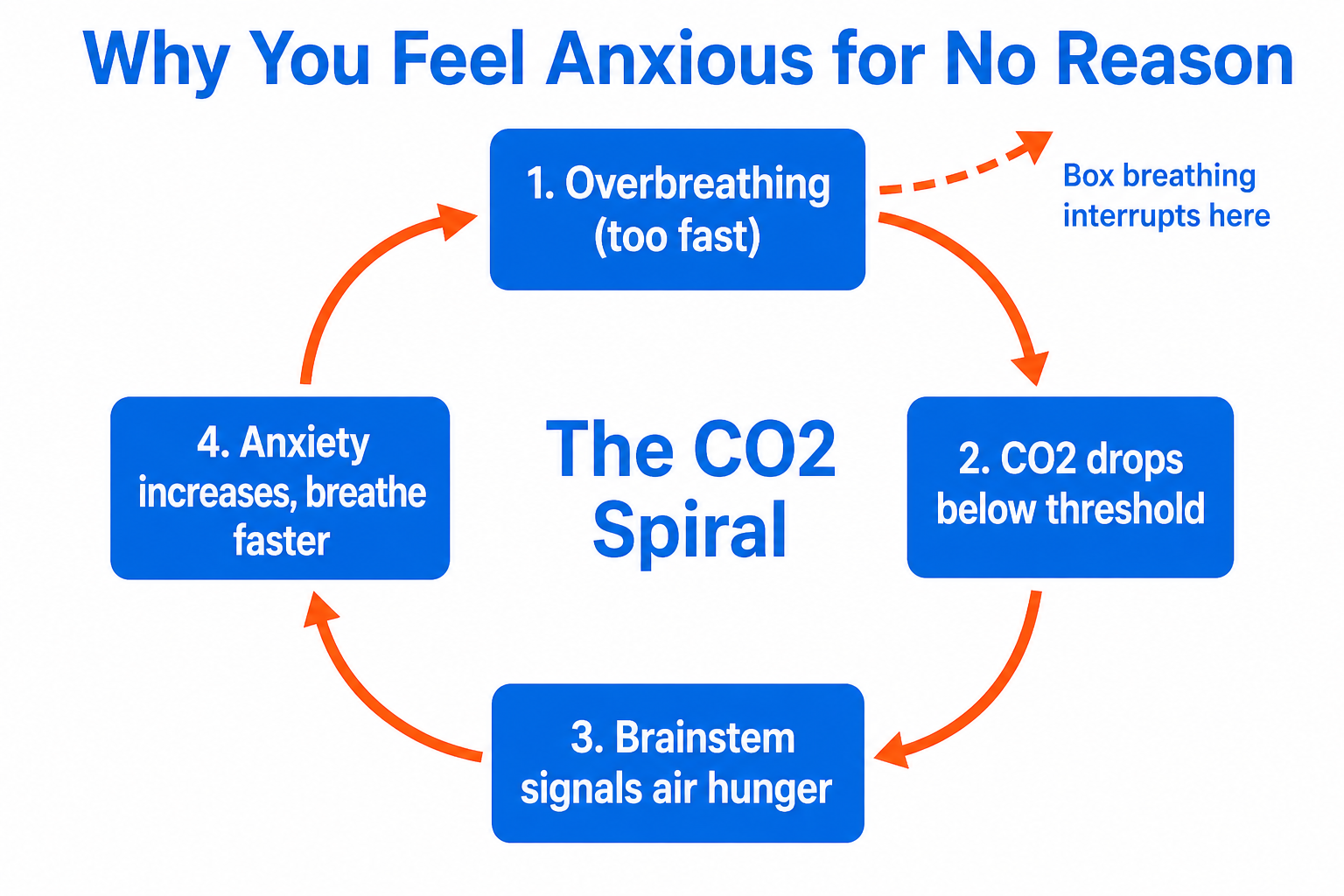 Circular diagram showing CO2 drop and anxiety feedback loop broken by box breathing