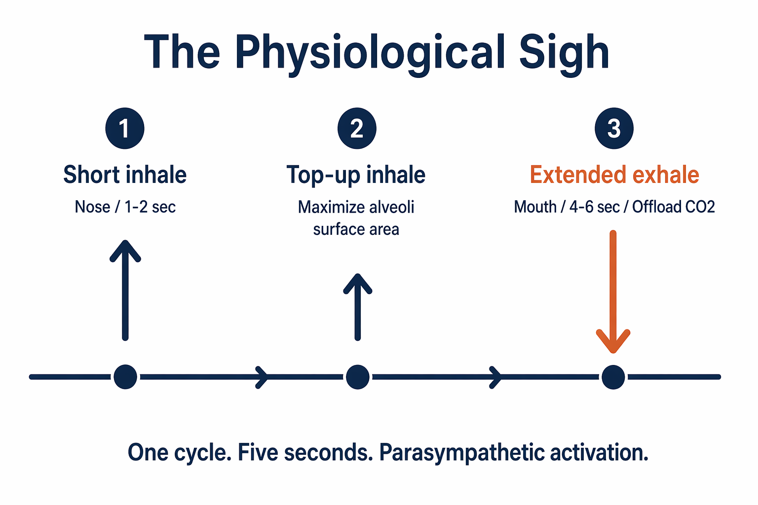 Physiological sigh diagram showing double inhale and extended exhale cycle for stress relief