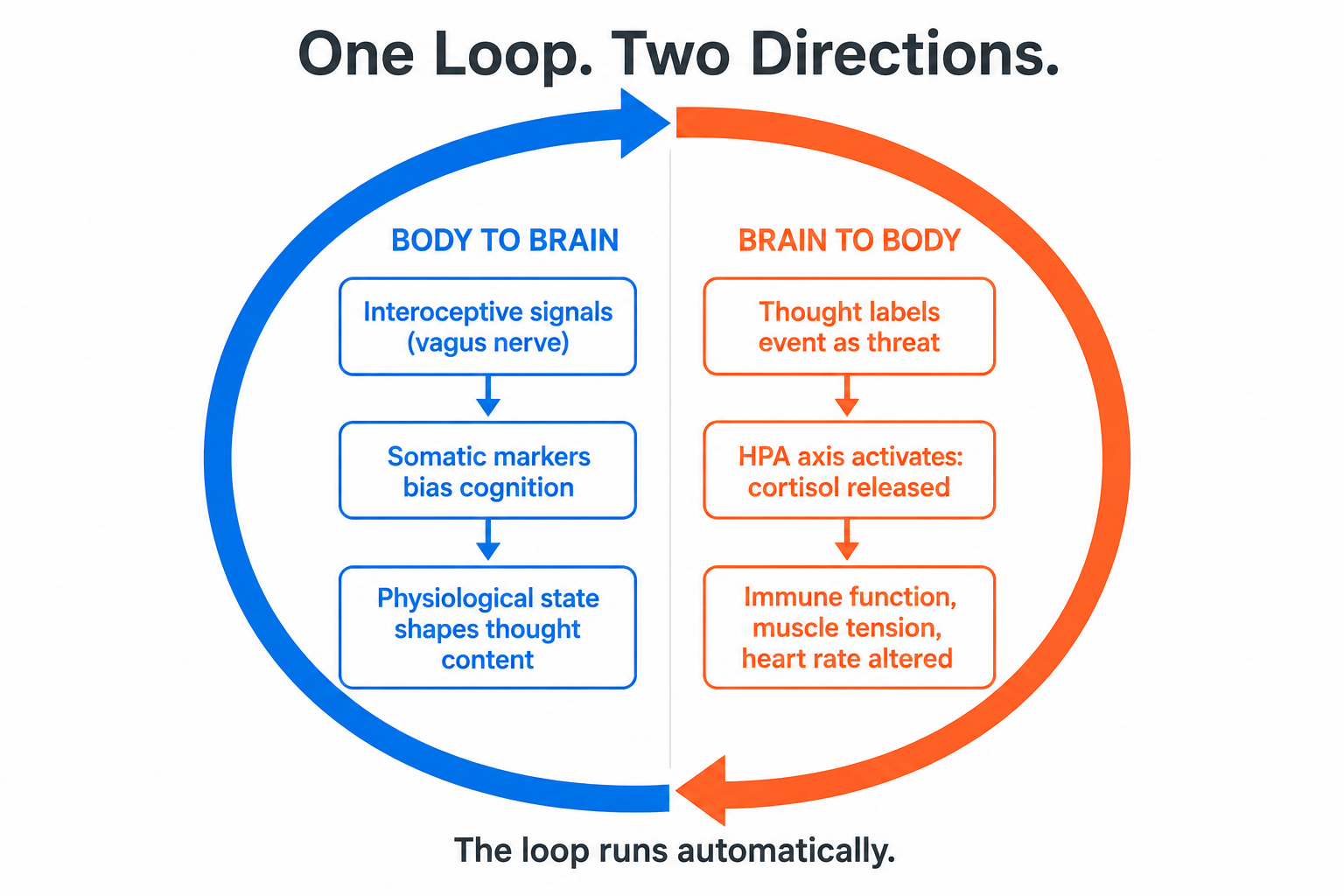 Bidirectional loop diagram showing body-to-brain and brain-to-body thought pathways