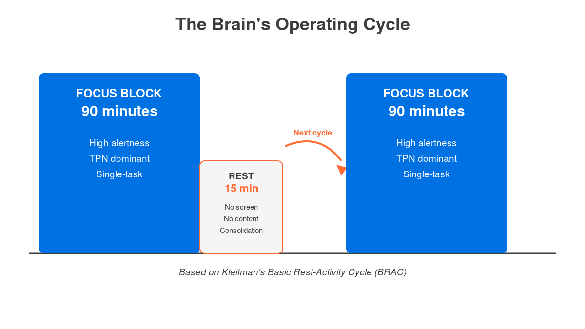 Ultradian rhythm diagram showing 90-minute focus block and 15-minute rest window cycle