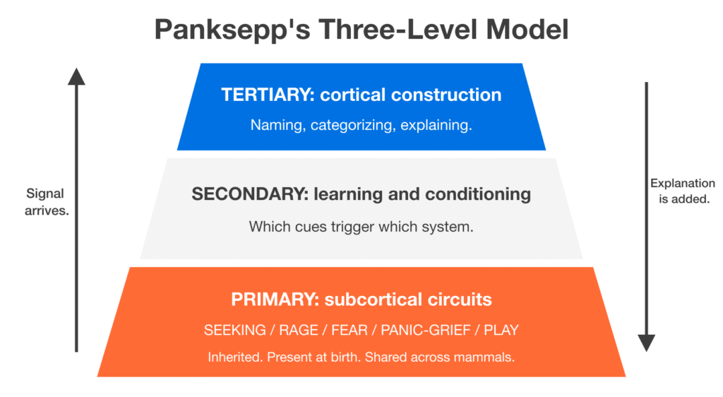 Three-level model showing subcortical emotion circuits, learning, and cortical labelling